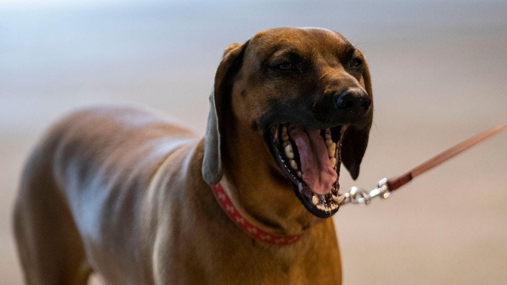 Kuvituskuva. Helsingin eläinsuojeluyhdistys HESY ry ehdottaa koira-ajokorttia isojen koirien omistajille koirahyökkäysten ehkäisemiseksi.