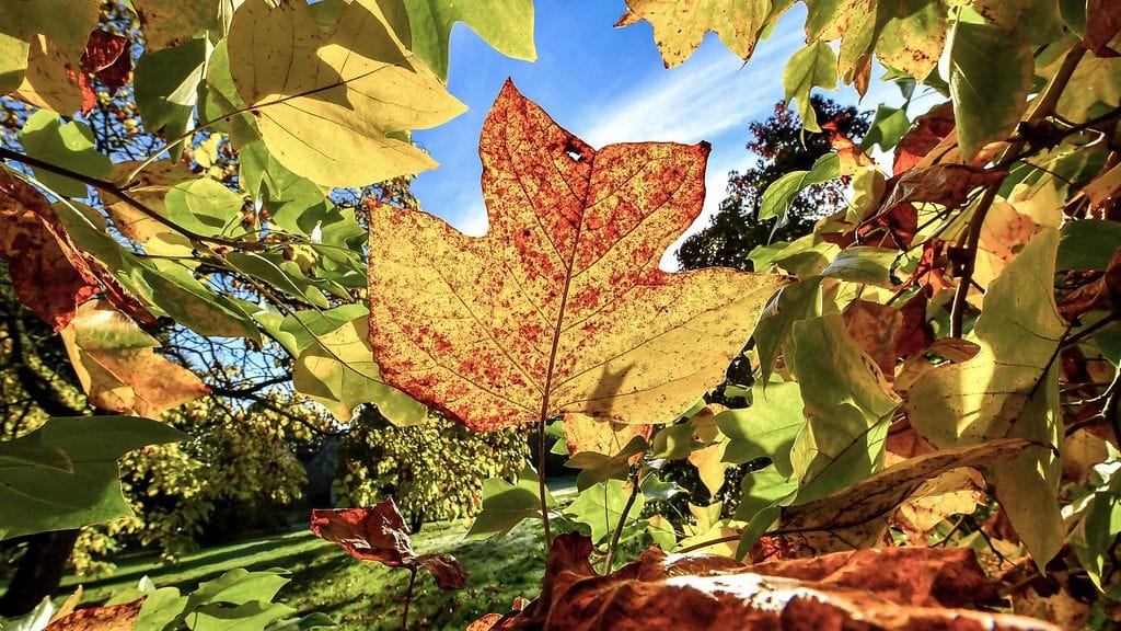 Kaikkien aikojen lokakuun lämpöennätys rikkoutui tänä syksynä, kertoo Ilmatieteen laitos.