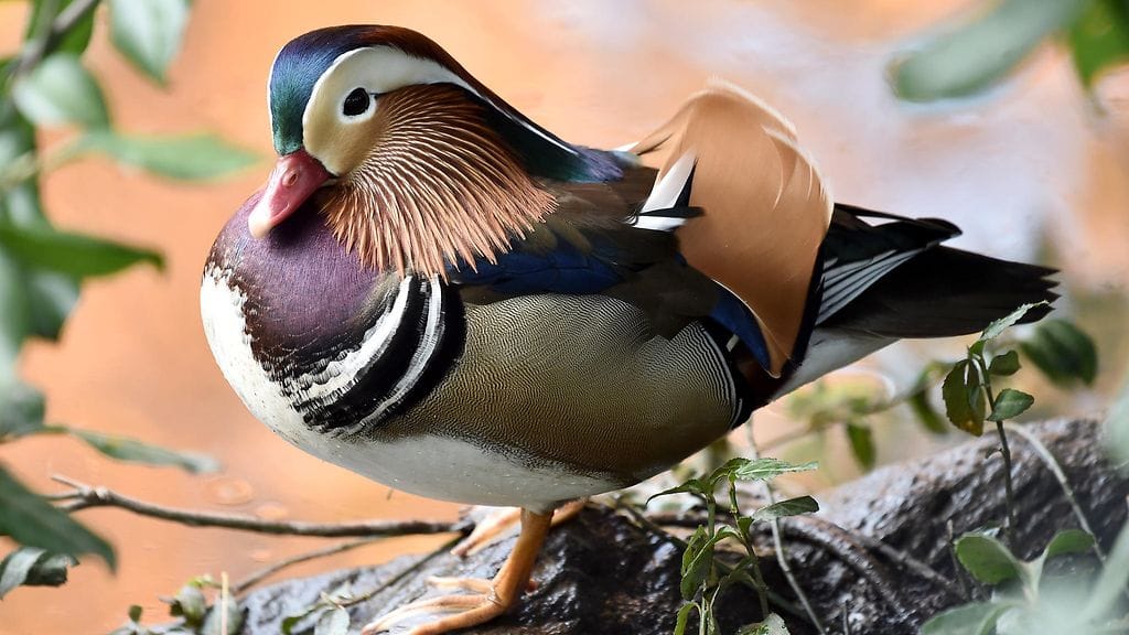 Mandariinisorsa on ihmetyttänyt yleisöä Central Parkissa.