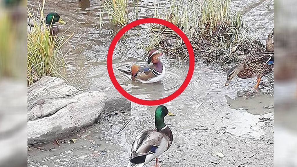 Tämä mandariinisorsa kuvattiin Karkkilassa 16.10.2018.