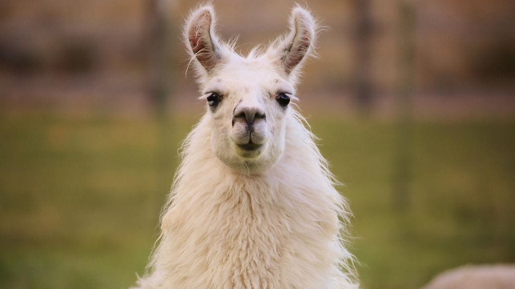 Laamojen verestä löytyvistä vasta-aineista voi olla apua influenssakaudesta toiseen toimivan rokotteen kehittämisessä.