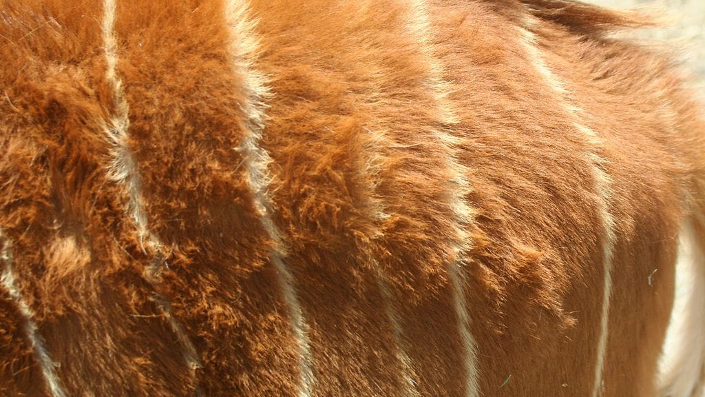 Seepra ja aasi voivat saada jälkeläisiä. Kuvituskuva.