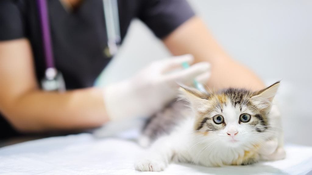 Hylättyjen kissojen maa