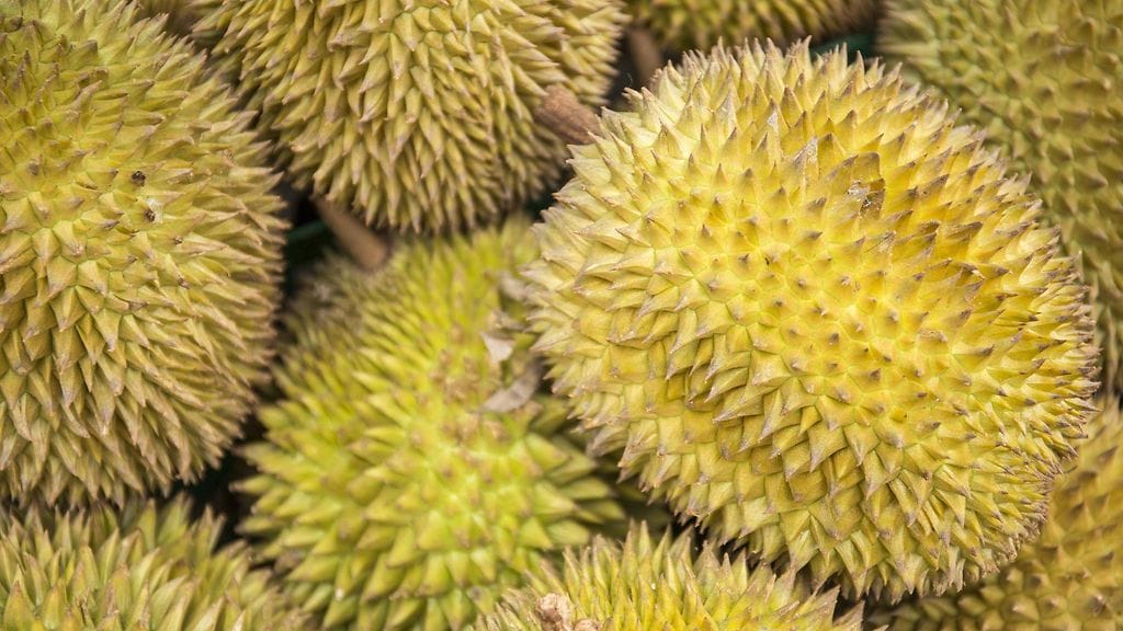Lemuava durio-hedelmä on suurta herkkua Aasiassa pahasta hajustaan huolimatta.