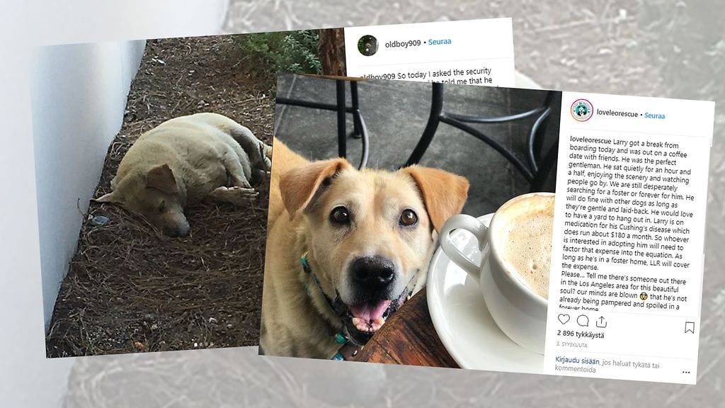 Keltainen labradorinnoutaja Larry, 8, jäi odottamaan rakkaita ihmisiään, kun he hylkäsivät sen. Nyt Larrylle etsitään pysyvää kotia. Kuvien lähde Instagram