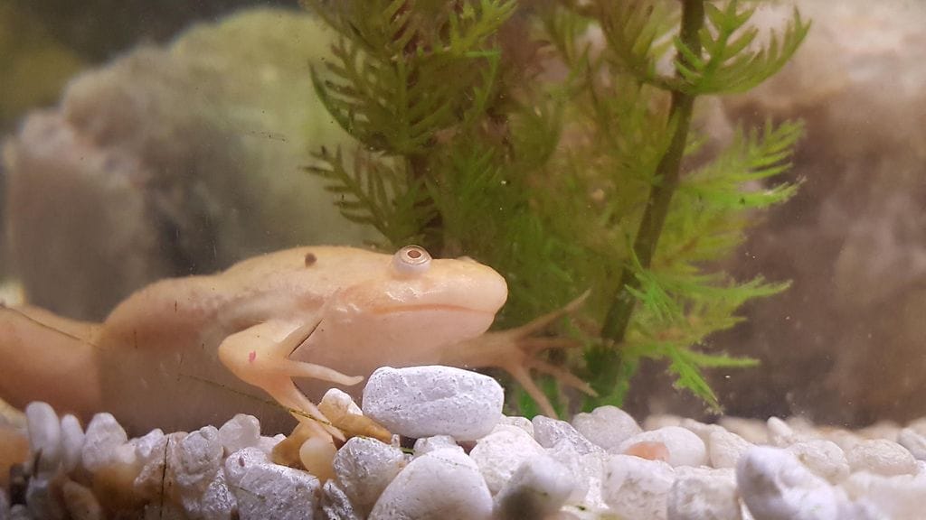 Koe tehtiin afrikankynsisammakolla.