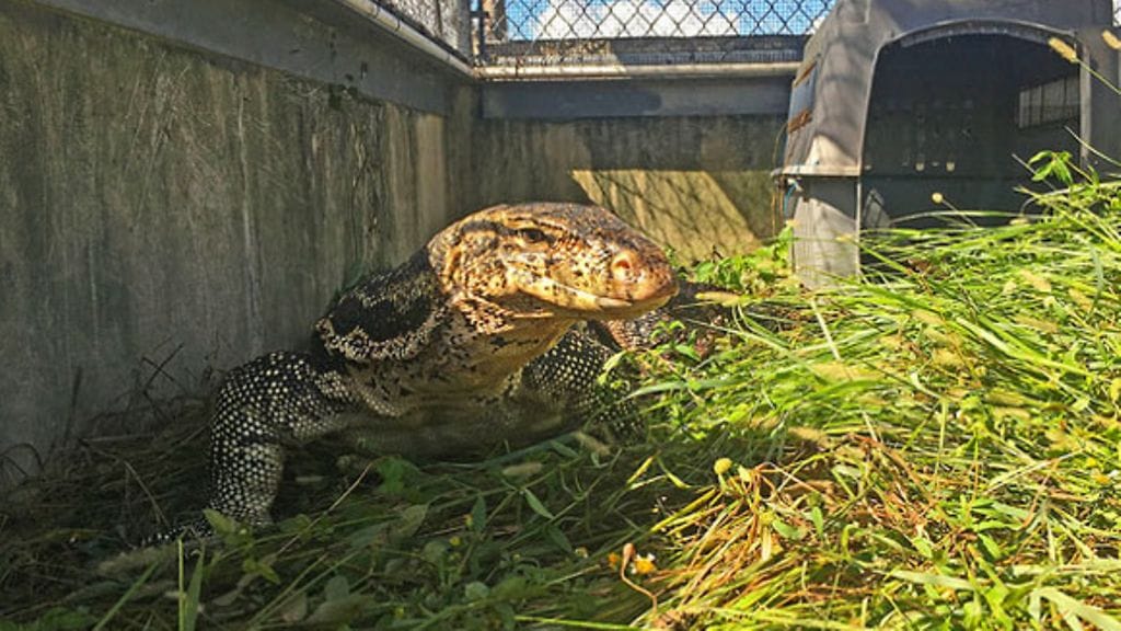 Kiinni jäänyt juovavaraani.