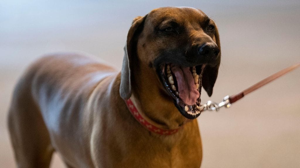 Kuvituskuva. Kuvan koira ei liity tapaukseen.