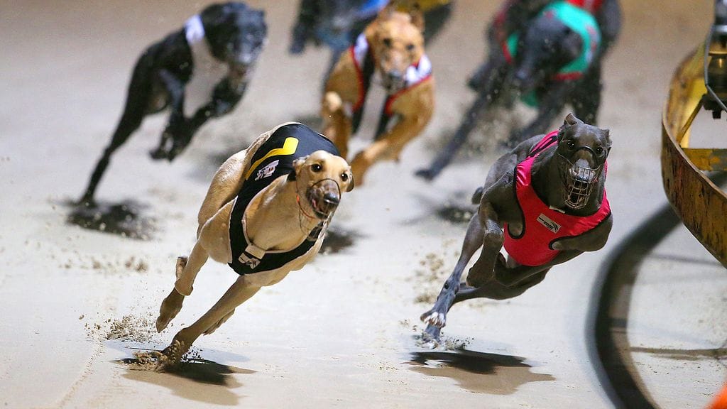 Kuvituskuva. Vinttikoirakilpailut.