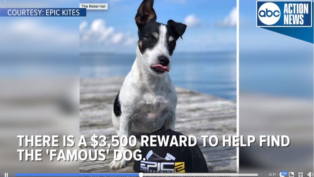 Miguel Camacho luki puistossa istuessaan artikkelin koirasta, joka oli varastettu. Nostaessaan katseensa puhelimestaan Camacho havaitsi, että kyseinen koira on hänen vieressään. Kuvan lähde Facebook.