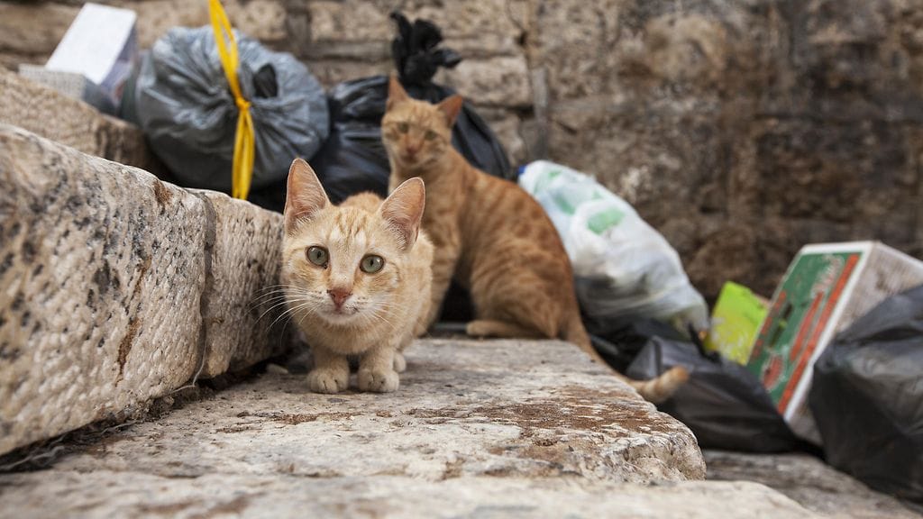 Kissanpurema koitui brittituristin kohtaloksi. Kuvituskuva.