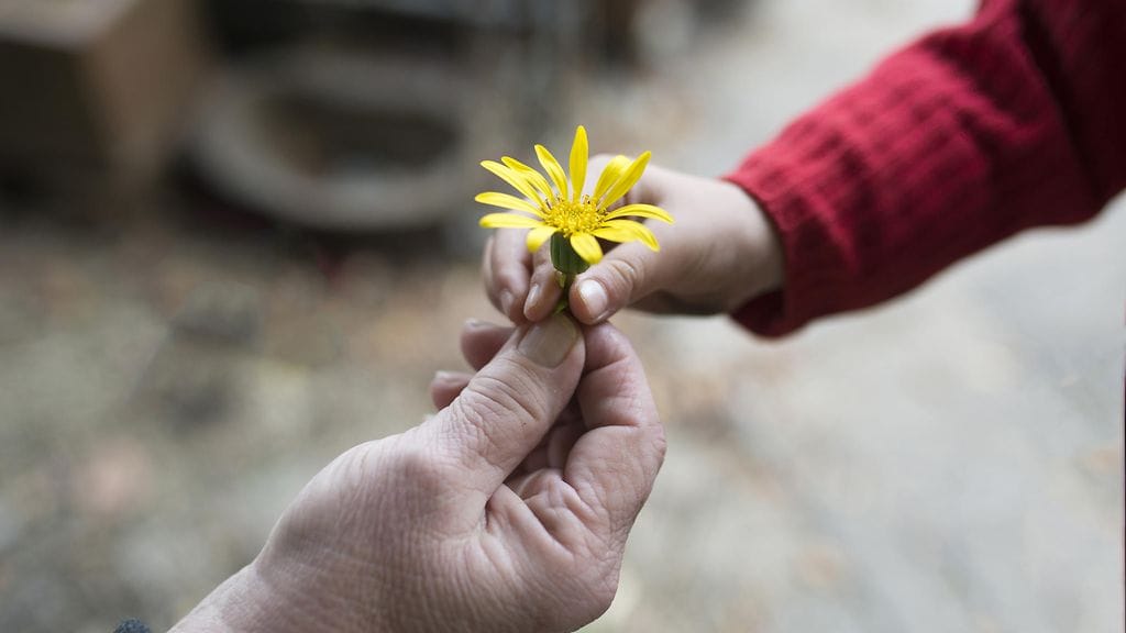 isoäiti, tyttärentytär, lapsenlapsi, kädet, kukka