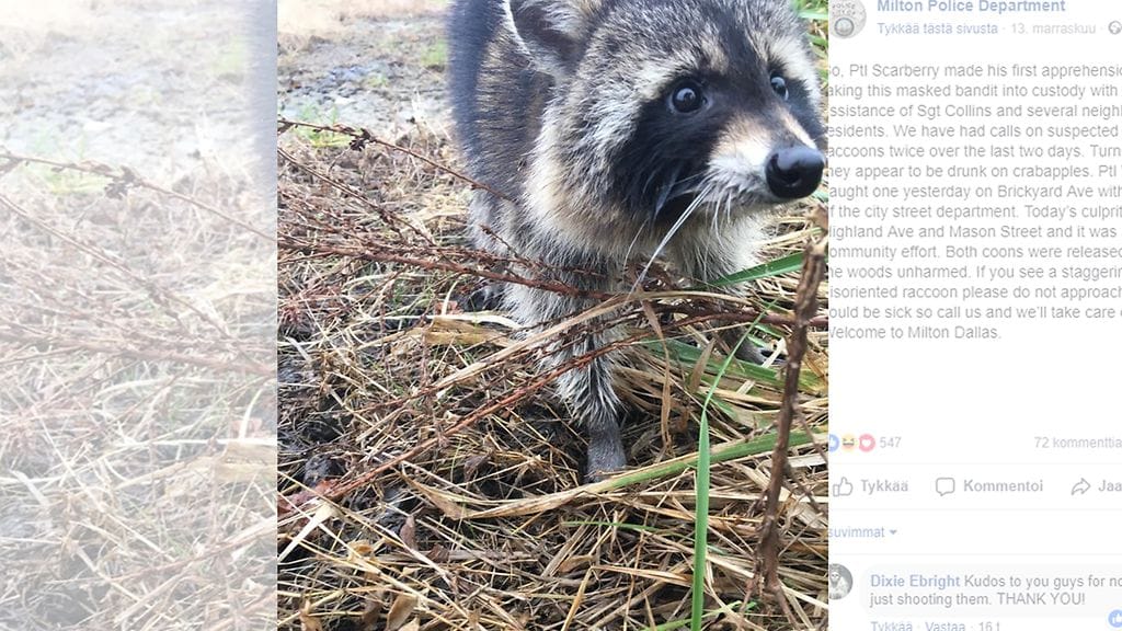 Yhdysvaltalaisen Miltonin kaupungin asukkaat huolestuivat pesukarhujensa käytöksestä. Eläimet saattoivat kuitenkin olla vain hiprakassa.Kuvan lähde Facebook