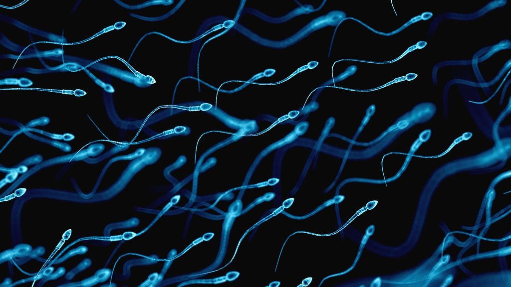 Lämpöaallot saattavat vaikuttaa miehen spermanlaatuun ja paritteluhaluihin.