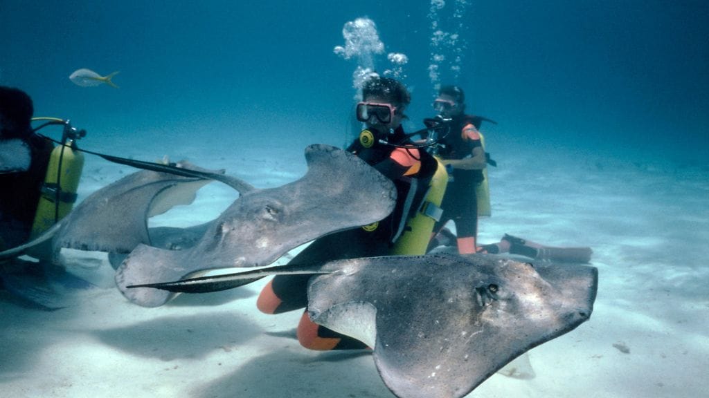 Keihäsrauskuja ei pidetä yleisesti ottaen vaarallisena.