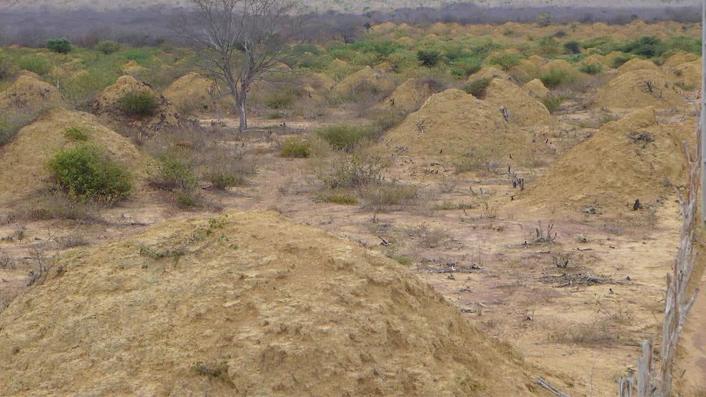 Termite Mounds_0001_2
