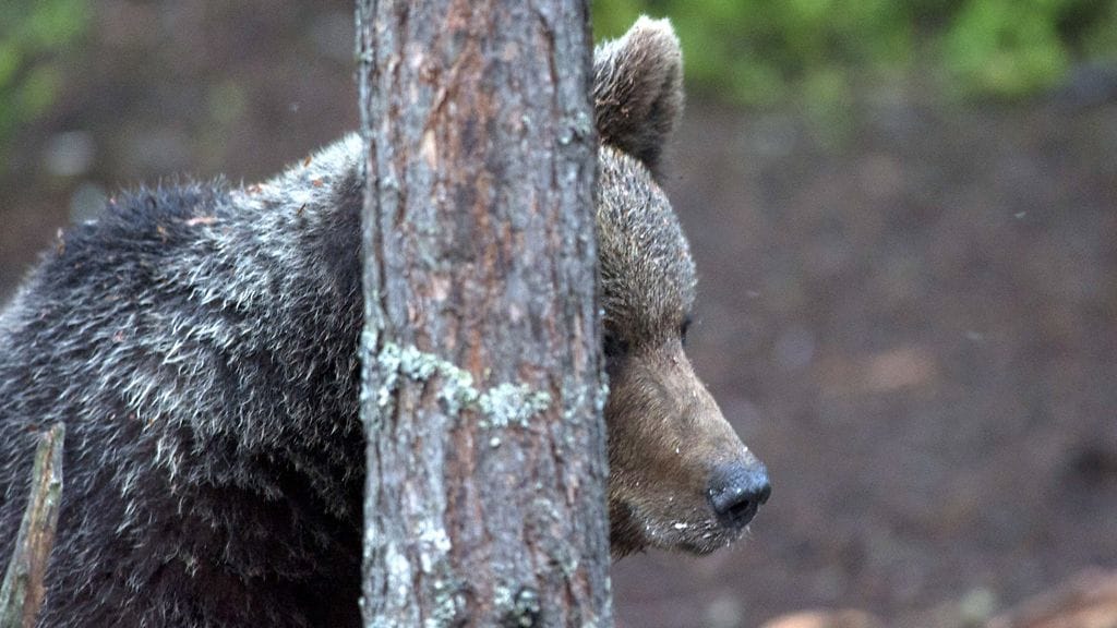 Karhu kuvattuna Suomen ja Venäjän välisellä rajavyöhykkeellä. (kuvituskuvaa)