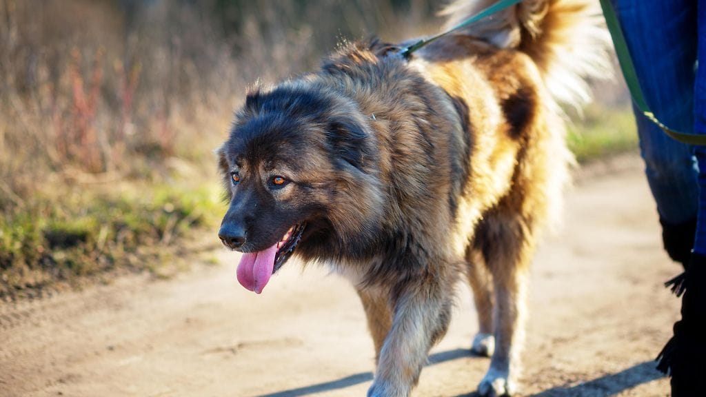 Kuvassa kaukasiankoira. Kuvituskuva.
