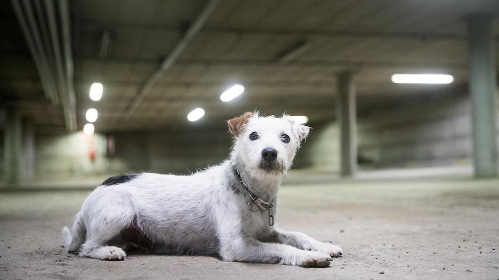 Vuoden 2018 poliisikoira Jekku on löytänyt muun muassa rikollisten kätkemää käteistä ja ison määrän aseita.