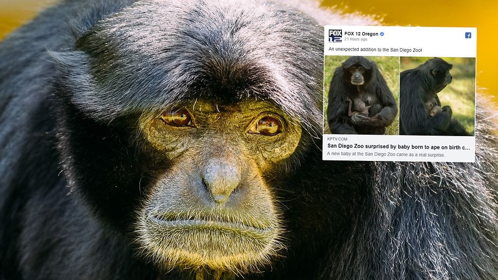 Siamankinaaraan ehkäisy petti.