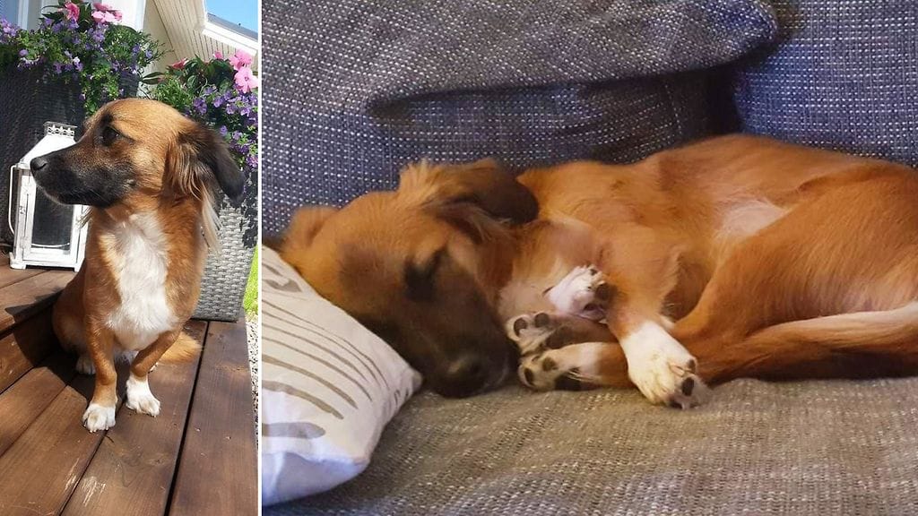 Tiia Raivion Luna-koira söi nakinpaloja pihalla, minkä takia omistaja vei sen heti eläinlääkärille.