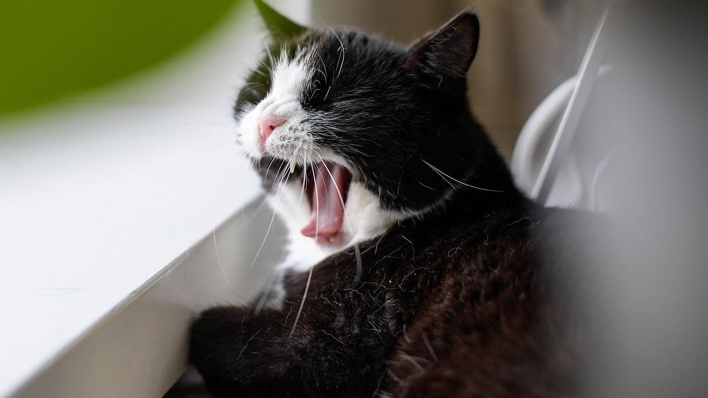 Kuva on kuvituskuva. Kissan epäillään joutuneen auton alle onnettomuudessa. Poliisi ei epäile tapauksessa rikosta.