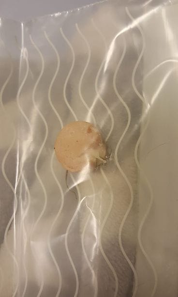 Nakinpala, jonka Tiia Raivion koira löysi lenkiltä.