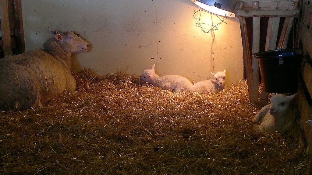 Lammas karitsoineen.