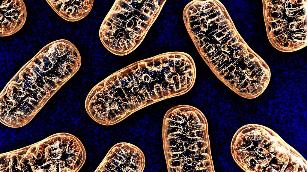 Mitokondrio on soluelin, jossa soluhengitys tapahtuu.