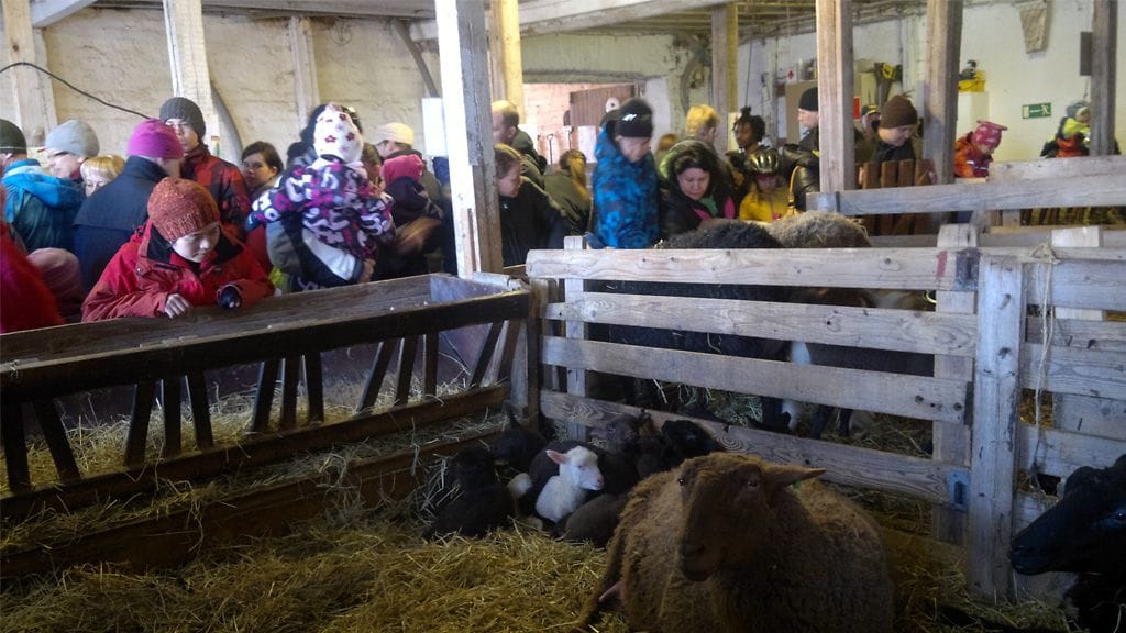 Innokkaita vierailijoita Haltialan tilan lampolassa.