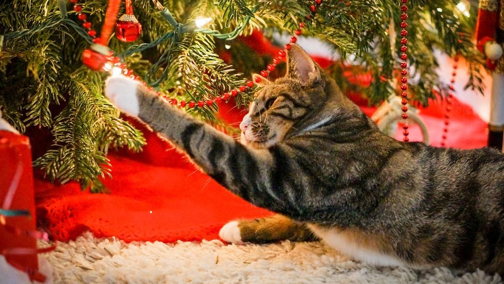 Jos kissa repii jatkuvasti joulukuusen alimmat koristeet alas, voi brittikaupan uutuus tuoda tähän ongelmaan ratkaisun.