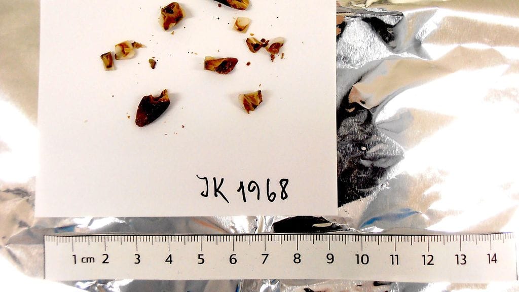 Levänluhdan kalmistosta löydettyjä hampaita DNA-näytteenottoa varten.