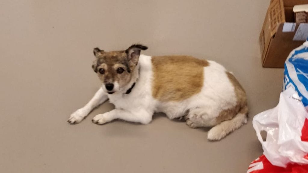 Veijo Rantasen kuva hänen äitinsä koirasta.