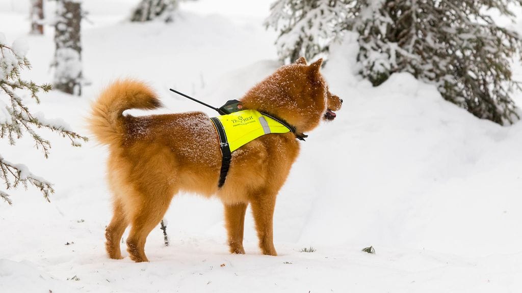 Tutkapanta kertoi omistajille koiran sijainnin. Kuvan koira ei liity tapaukseen.
