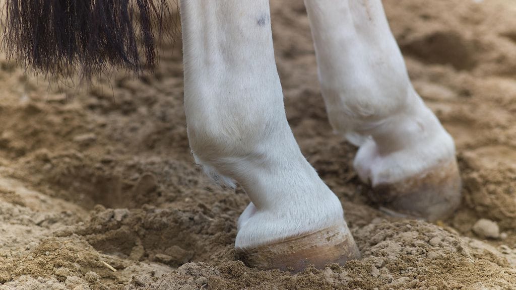Ryanin syöpä löytyi hevosen potkun seurauksena. Kuvituskuva.