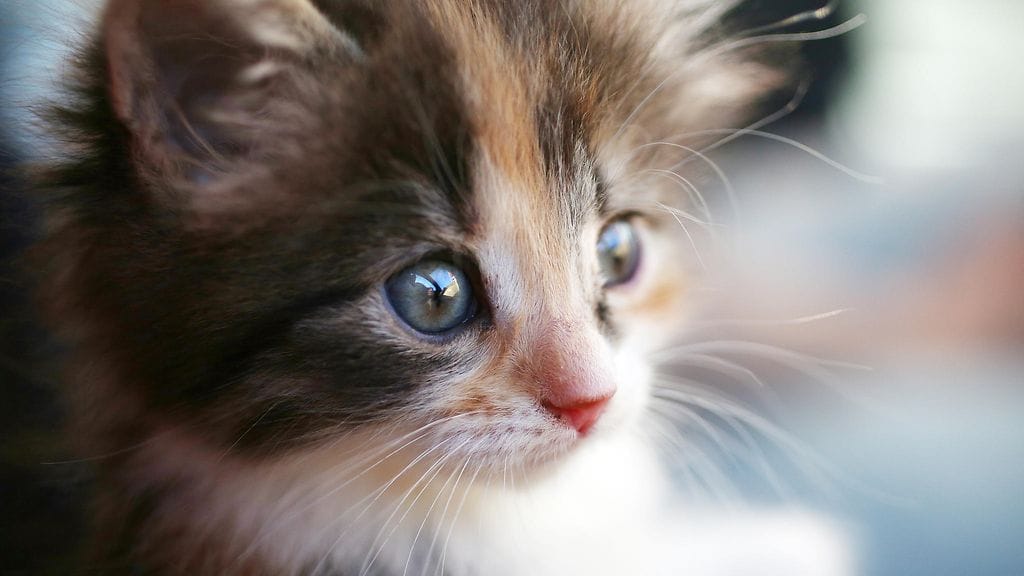 Söpöt ilmestykset herättävät ihmisissä voimakkaita tunteita. Kuvituskuva.