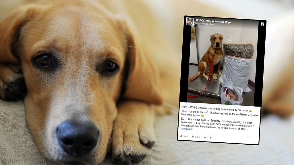 Wall-E jätettiin odottamaan uutta kotia. Onneksi sellainen löytyikin pian. Kuvituskuva Shutterstock, toisen kuvan lähde Facebook.