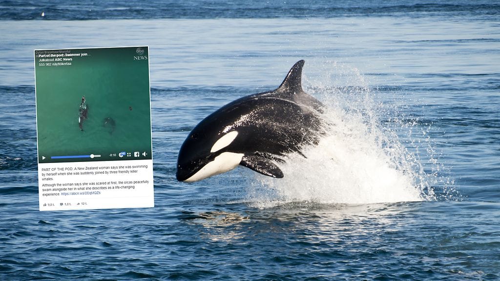 Miekkavalasnaaras painaa 4–6 tonnia ja on noin 6,4 metrin pituinen.