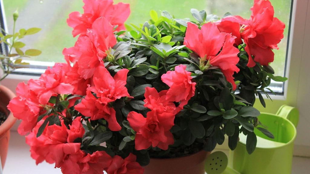 shutterstock_704413561