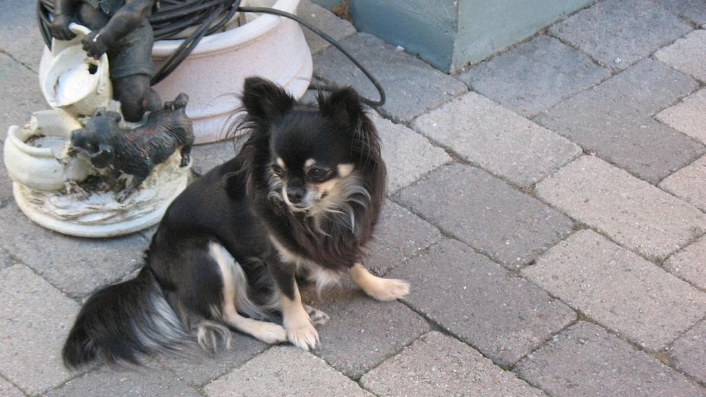 Chuahua Lily on yksi Kennelliiton vuoden 2018 sankarikoirista