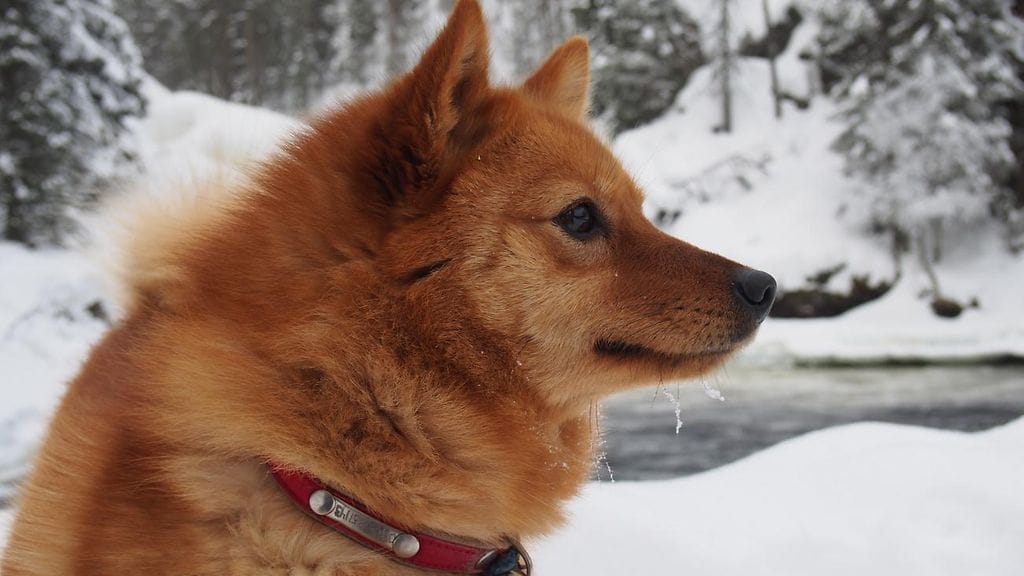 Suomenpystykorva Piitu on kennelliiton vuoden 2018 sankarikoira