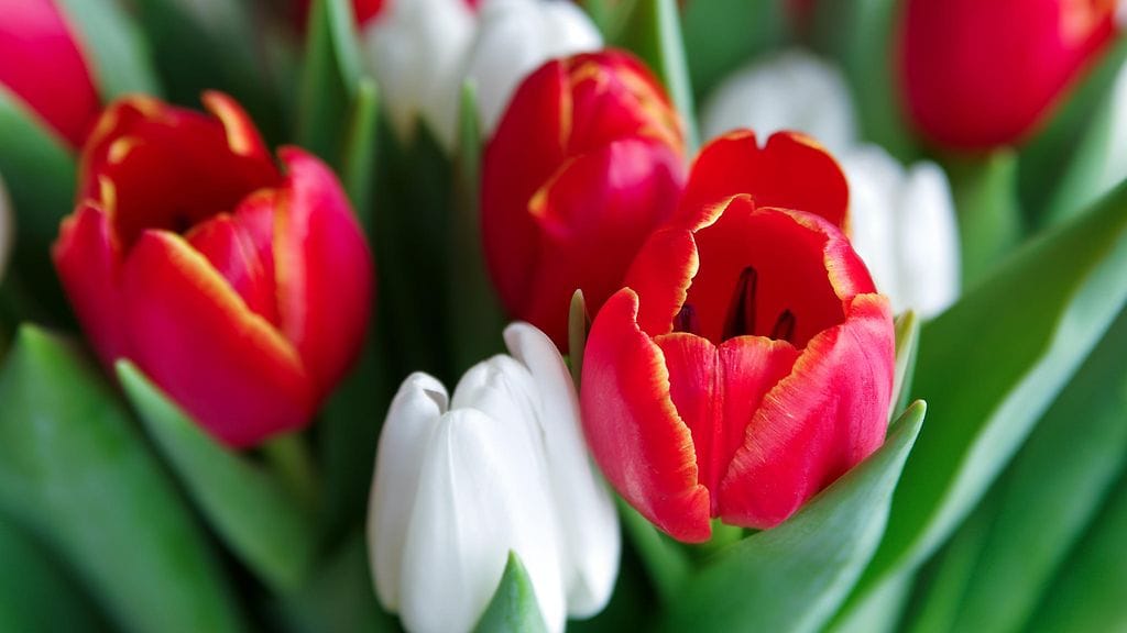 shutterstock_258570911