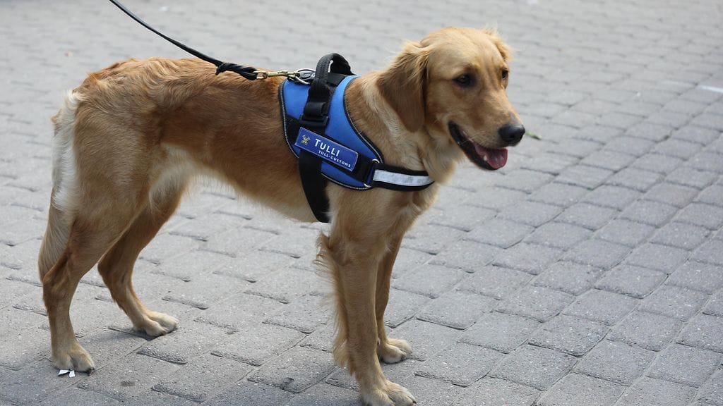 Tullin ensimmäinen ruokakoira, kultainennoutaja Aino on vuoden tullikoira.