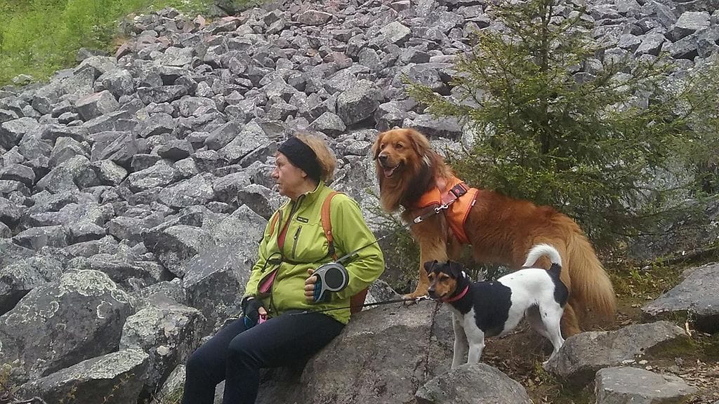 Sankarikoira Hessu 1