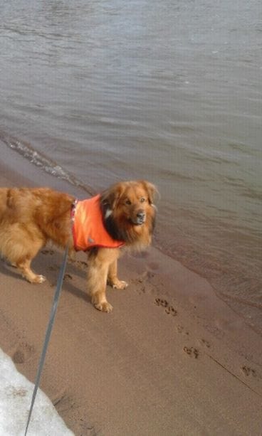 Sankarikoira Hessu 3