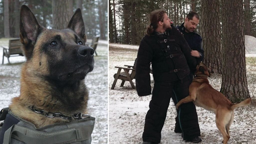 Tältä näyttää, kun poliisikoira iskee kiinni rosvoon