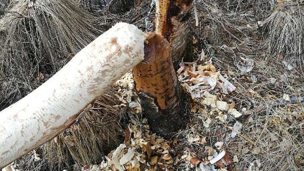 Majavan tielle kaatama puu aiheutti onnettomuuden Mikkelissä.