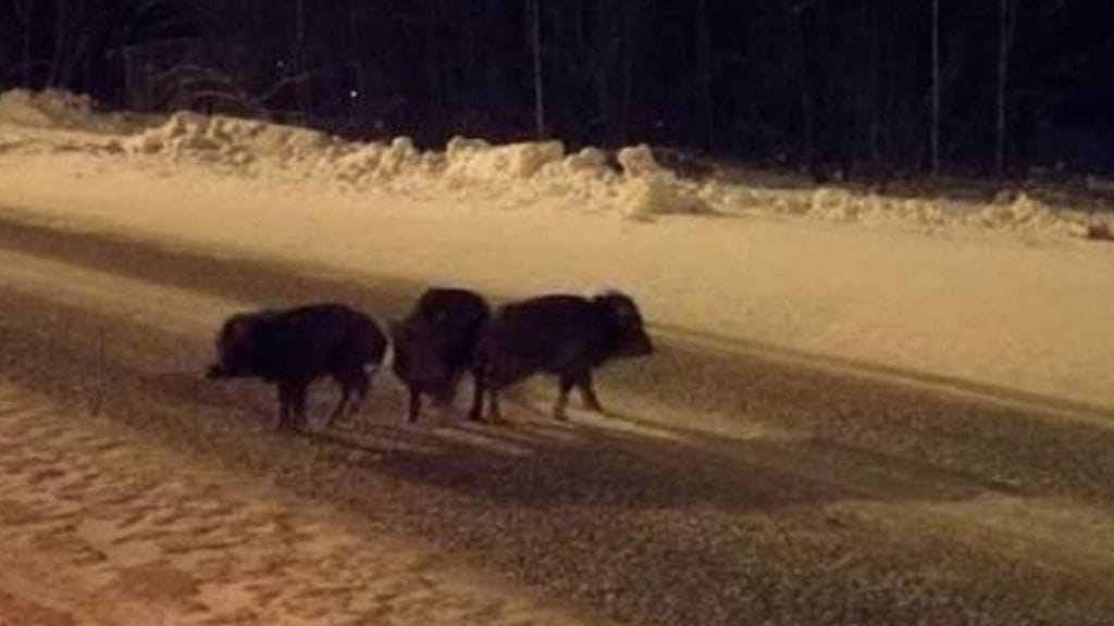 Kolme villisian porsasta karkasi Torniossa omistajaltaan, kertoo Lapin poliisi.