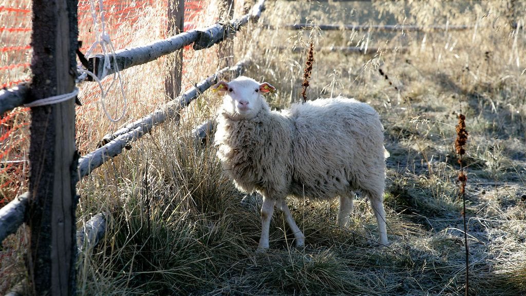 Kuvituskuva, kuvan lammas ei liity tapaukseen.