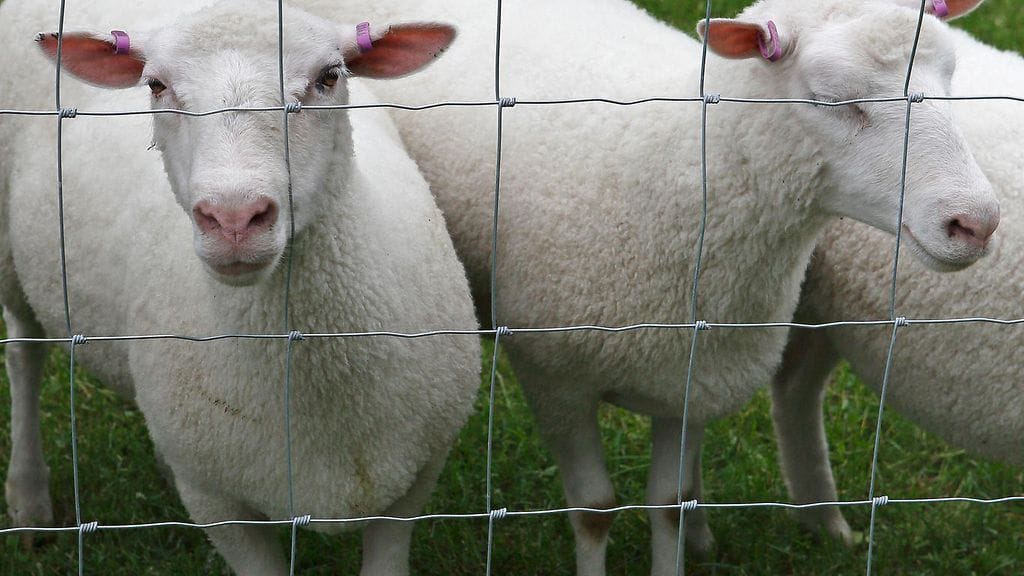 Poliisi kertoo tiedotteessaan, että lauantai-iltana kello 21.30–23 sudet olivat tappaneet lampaita Kiihtelysvaarassa Pohjois-Karjalassa Hyypiäntiellä. Kuvan eläimet eivät liity uutiseen.